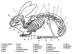 parts of the rabbit skeleton