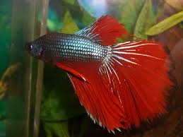 Betta splendens is the proper name for the domesticated a male super delta. Delta Tail Betta Betta Fish Types Betta Fish