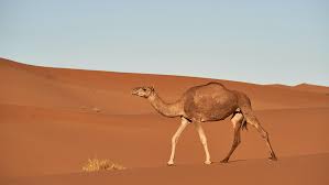 A camel can walk 25 to 30 miles a day, day after day, while carrying 300 pounds of cargo. Camel Fact Sheet Blog Nature Pbs