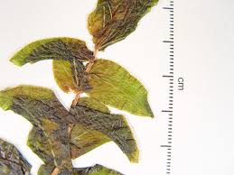 Image result for Potamogeton richardii