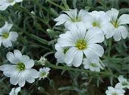 Image result for Cerastium
