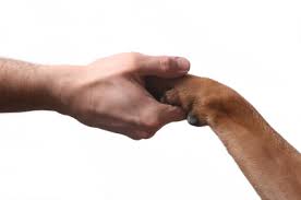 Image result for humans and animals shaking hands
