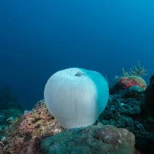 Image result for Heteranthoecia