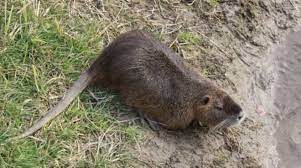 Maybe you would like to learn more about one of these? Associazioni Animaliste Salvare Le Nutrie Del Parco Teodorico Non Portano Malattie Ne Danneggiano Infrastrutture Ravennanotizie It