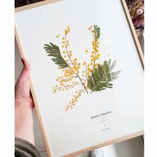 Herbier Mimosa Energie Feminine 30 X 40 Cm Herbier Fleuri Symbole Presser De Fleurs Herbier Fleurs Pressees