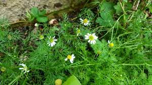 Support the plants as they develop. 11 Easy And Delicious Edible Plants To Grow Indoors Lisa S Notebook