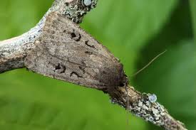 Image result for Graphiphora augur