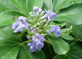 Image result for Vitex patula