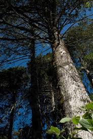 Image result for Erlangea remifolia