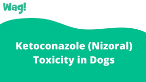 Ketoconazole is an antifungal medication that is used to treat certain infections caused by fungus. Ketoconazole Nizoral Toxicity In Dogs Symptoms Causes Diagnosis Treatment Recovery Management Cost