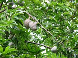 Image result for Annona reticulata
