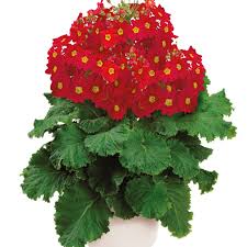 Image result for Primula