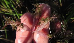 Image result for Utricularia stellaris