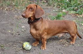 Brown dog ticks often travel into houses on canines, their preferred hosts, or cats. Dachshund Names 300 Ideas For Naming Your Wiener Dog