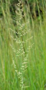 Image result for Eragrostis gummiflua