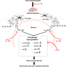 Dr pest control offers pest control services in modesto. Hypothyroidism Induces Interleukin 1 Dependent Autophagy Mechanism As A Key Mediator Of Hippocampal Neuronal Apoptosis And Cognitive Decline In Postnatal Rats Springerlink