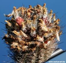 Image result for Eriocephalus microphyllus