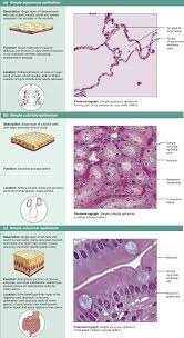 Epithelial Tissues Simple Anatomy Education Tissue Types Anatomy And Physiology Textbook