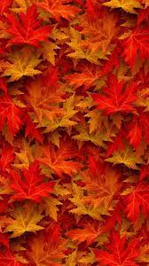 Autumn Maple Leaves 1080x1920 Wallpaper Fall Wallpaper Fall Pictures Autumn Scenes