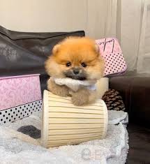 puppy baby dog