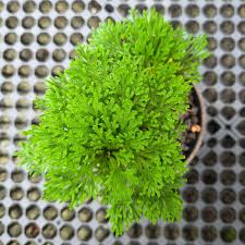 Image result for Selaginella soyauxii
