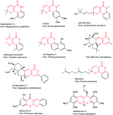 Image result for Uvaria welwitschii
