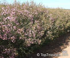 Chamelaucium Uncinatum Darwinia Uncinata Geraldton Waxflower Toptropicals Com