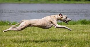 What plastic dog bone can i give my little dog to keep him occupied once a day when she wants to chew? Why Are Greyhounds So Skinny What S Too Skinny What S Too Fat