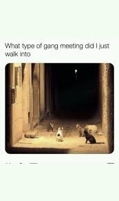 Pin By Isabella Brett On Funny Relatable Idek Really Funny Memes Crazy Funny Memes Funny Relatable Memes