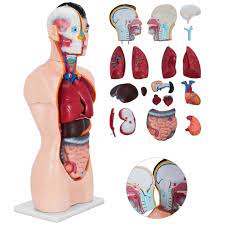 Realistic, detailed and anatomically accurate fully textured human male torso anatomy including the corresponding parts of the body, muscles, skeleton, internal organs and lymphatic systems. Lifesize Human Male Torso Adult Tall Paul Anatomical Anatomy Teaching Model 85cm For Sale Online Ebay