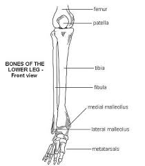 The human leg, in the general word sense, is the entire lower limb of the human body, including the foot, thigh and even the hip or gluteal region. Lower Leg Bone Diagram Ankle Fractures Broken Ankle Florida Orthopaedic Institute The Foot Bones Shown In This Diagram Are The Talus Navicular Cuneiform Cuboid Metatarsals And Calcaneus