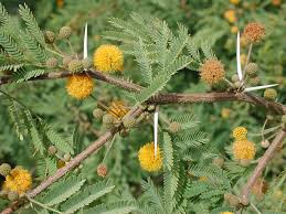 Image result for Acacia afra