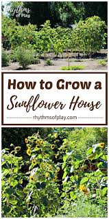 Here's how to plant these flowers and dry out their seeds. Growing Sunflowers With Kids Rhythms Of Play