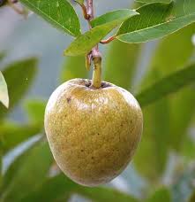 Image result for Annona reticulata