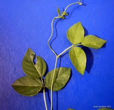 Image result for Vigna luteola