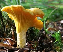 Pilz was a sublabel of basf, a major record company in germany at that time. Experten Warnen Vor Pilz Apps