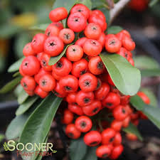 Image result for Pyracantha