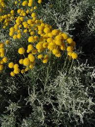 Image result for Nidorella pinnata