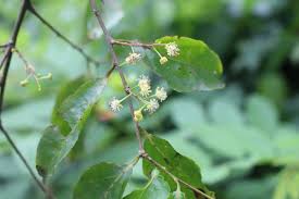 Image result for Flacourtia