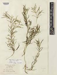 Image result for Najas