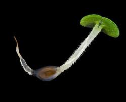 Image result for Haumaniastrum