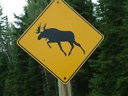 Image result for moose signs