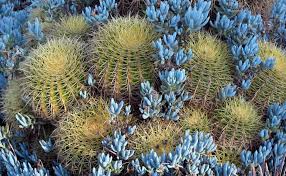 Since it gets so much sun and is quite pot bound. Desert Garden The Huntington
