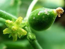 Image result for Corallocarpus bainesii