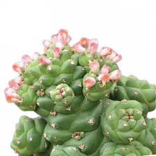 Image result for Monadenium rugosum