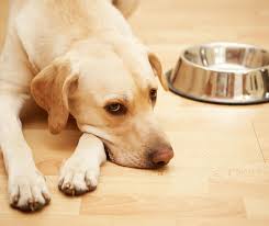 Pet food and other necessities. Pet Pantry Monthly Assistance Program Application
