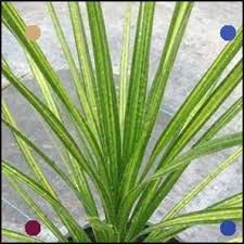 Cordyline Australis Jive Jive Dracaena Plants