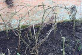 Clematis is a plant that can be actively trained to grow somewhere that you want it to grow. Training Clematis