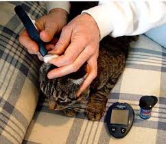 If your cat has diabetes or is at serious risk of developing the disease , dietary interventions will be part of your treatment plan. Feline Diabetes Treatment And Prevention In Cats