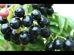 It is an herbaceous and woody perennial. Syzygium Cumini Indian Blackberry Jambolan Youtube